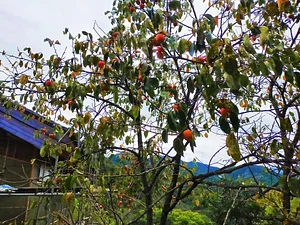 Kasamatsu Farms