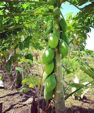 Núcleo de Estudos em Agroecologia Campus Castanhal