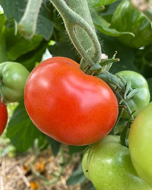Pomme Poire Pêche Micro-ferme en permaculture