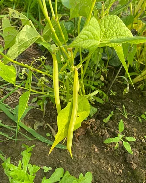 Pomme Poire Pêche Micro-ferme en permaculture