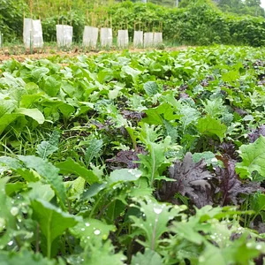 Kasamatsu Farms