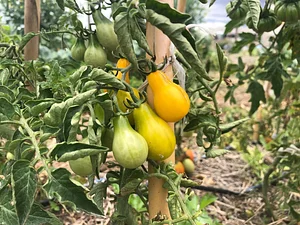Centro de permacultura y agroecología Los Volcanes