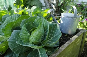 Elvekas Cabbage Head