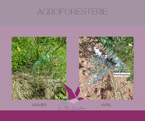 Agroforestry