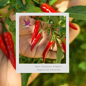 Red Cayenne pepper from @InMyGarden