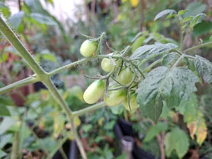 Little tomatoes emerging
