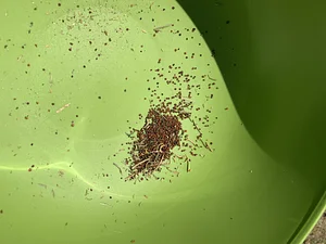 Seed saving- ethiopian kale