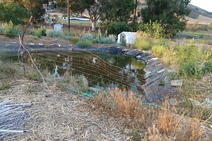 pond