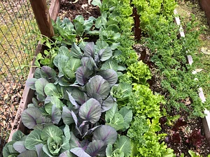 Intercropping