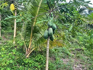 Maya Mountain Research Farm