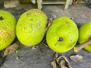 Maya Mountain Research Farm