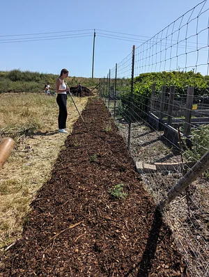 planting hedgerow