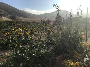 Perennial sunflower domestication experiment