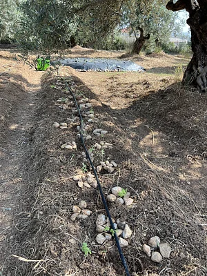 Diversification and Conservation of Olive Orchard