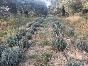 Lavender plantations among the olives