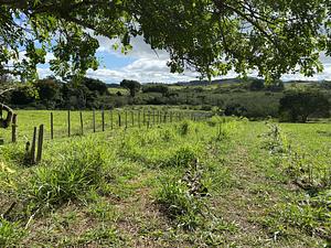 Bosque Alfrende