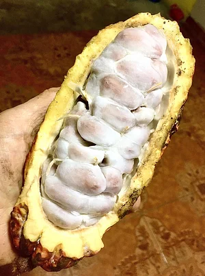 cacao