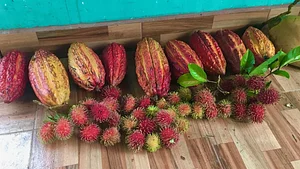 rambutan / cacao / coconut