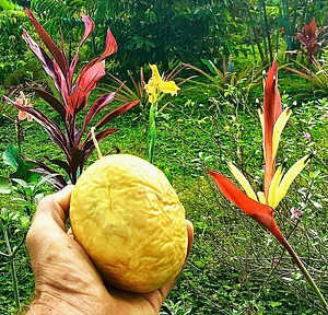 yellow passionfruit