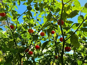ají