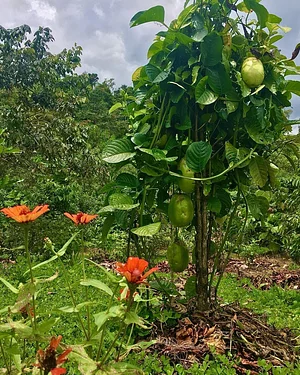 coffee tree trellis