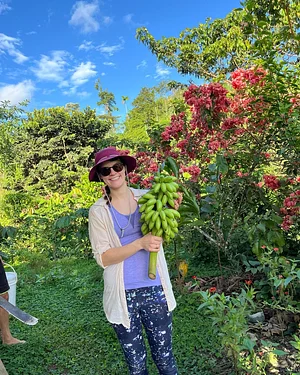 banana harvest