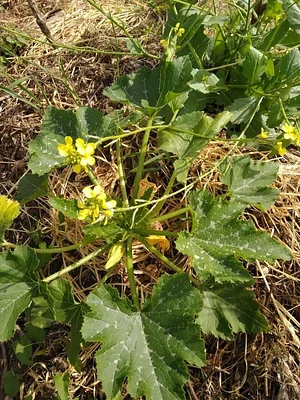 Collective Garden Project