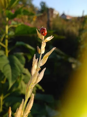 Collective Garden Project