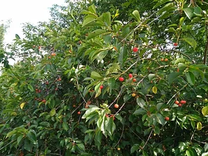 Collective Garden Project