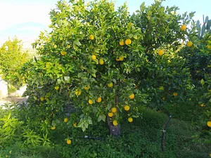 Permarancia Farm