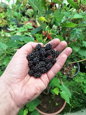 Mulberry harvest