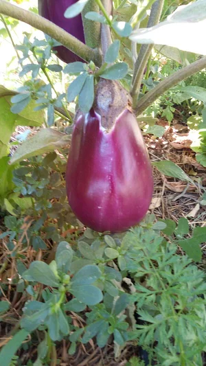 Permarancia Farm