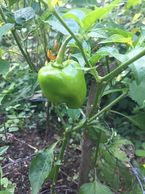 Maya Mountain Research Farm