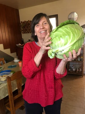 El gran tamaño del repollo se logró gracias a que previamente en ese lugar se cultivó Lupinus (Tarwi), que es fijador de nitr...