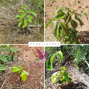 Monitoring trees (4 months ago)