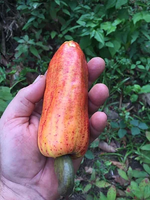 Maya Mountain Research Farm