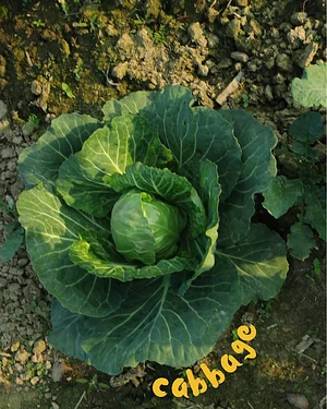 Barpipal Regenerative Farm