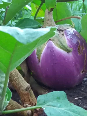 Zaytuna Farm