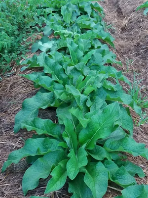 Zaytuna Farm