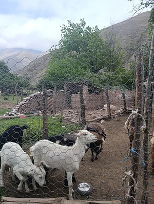 Finca La Candelaria