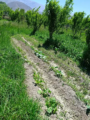 Finca La Candelaria