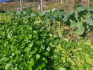Morgarot Permaculture Farm