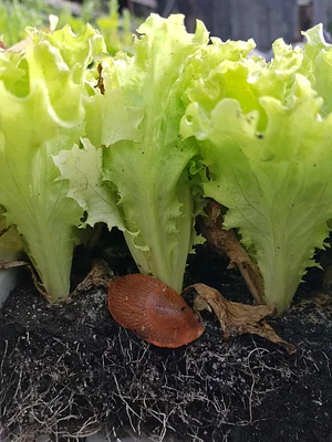 Morgarot Permaculture Farm