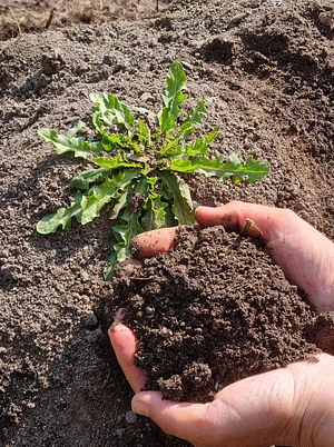 Morgarot Permaculture Farm