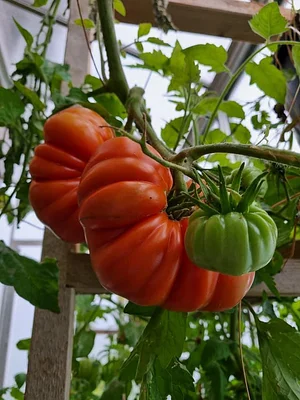 Morgarot Permaculture Farm
