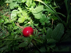 Morgarot Permaculture Farm