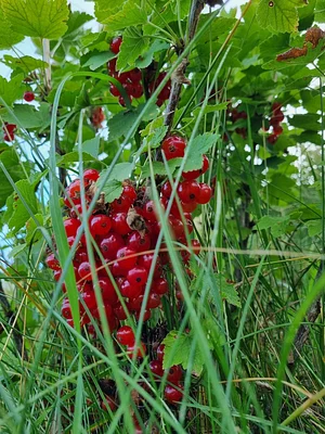 Morgarot Permaculture Farm