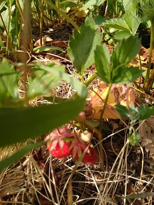 Collective Garden Project