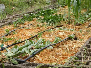 Huerta Agroecológica