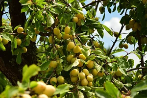 Podbukovc Organic & Permaculture Farm